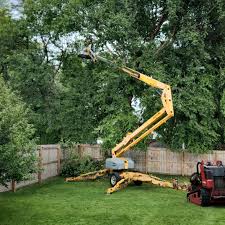 Best Fruit Tree Pruning  in Walnut, CA